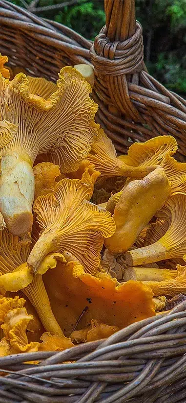 degustations de champignon