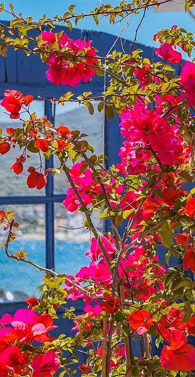 flore mediterraneenne