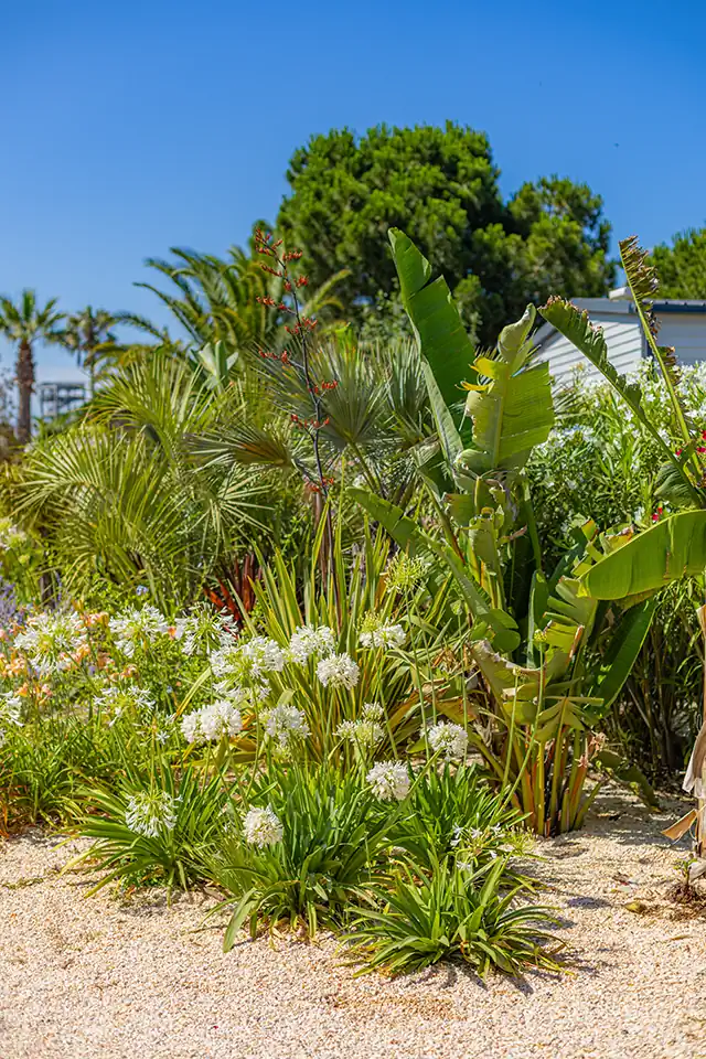 del mar promotional offers