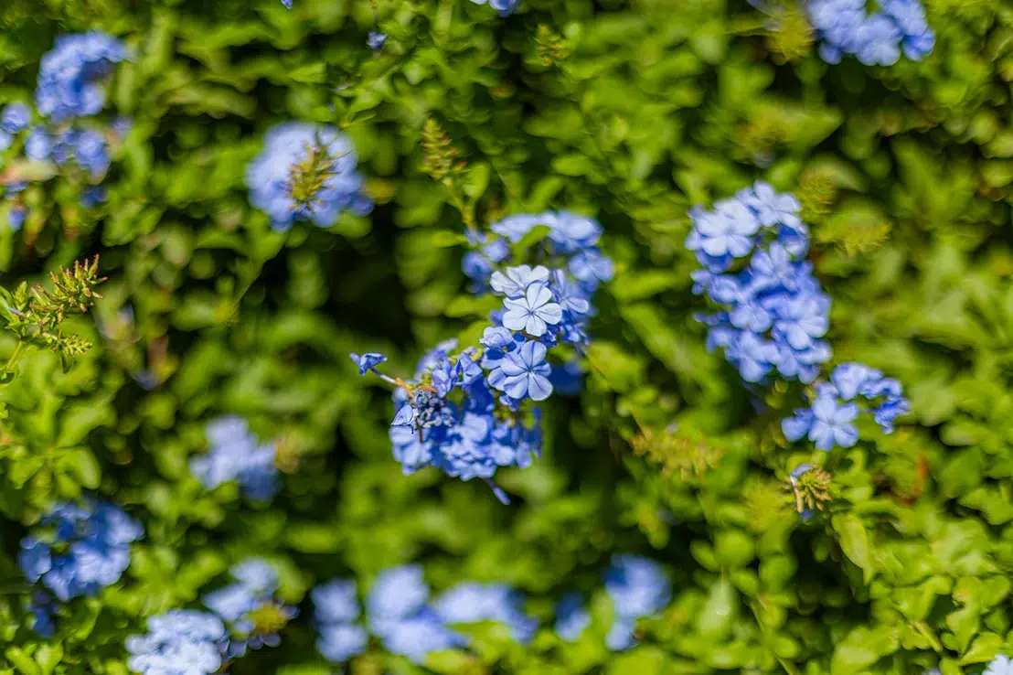 mediterranean garden
